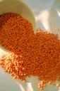 Lentille Corail