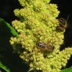 abeilles-2