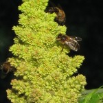 abeilles11